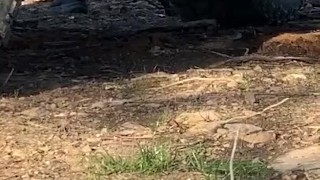 Guy caught MILF peeing in the woods alone 