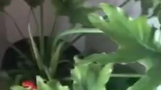 Gay Chubs Morning Coffee | ATROPHYBODY