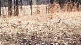 Nudist Goth girl streaking in public park nature walk