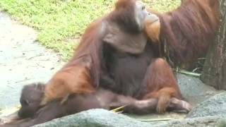 人目を気にせず濃厚SEXをするオラウータンカップル
