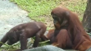 人目を気にせず濃厚SEXをするオラウータンカップル