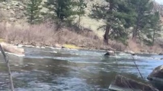 Stroking by the stream