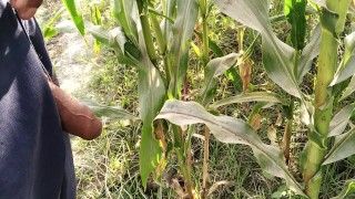 Big cock pissing in corn field 