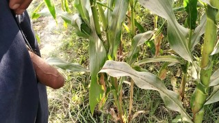 Big cock pissing in corn field 