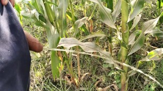 Big cock pissing in corn field 
