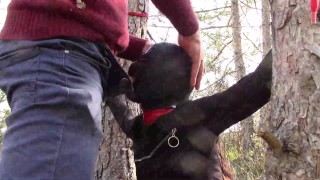Tied to a tree on a sexy outfit, masked and outdoor deepthroat with no mercy