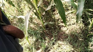 Pissing in corn field_pies video 