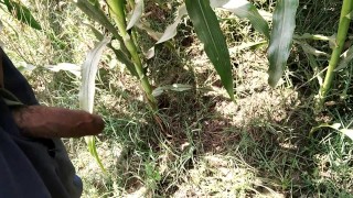 Pissing in corn field_pies video 