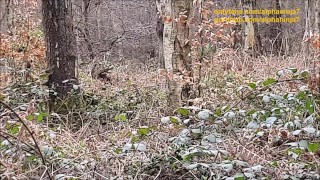 Risky Outdoor Sex & Cum Over My Gymshark Top in Public Woodland