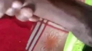 Early Morning Quicky with Hard Stiff Cock Black Solo Male Exclusive Amateur