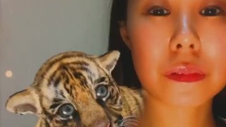 Cute Tiger