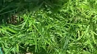Cute feet playing in the grass