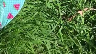 Cute feet playing in the grass