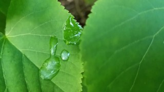 Thick dick outdoor cumshot and close up looking on cum