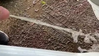 Pee Desperation auf dem Parkplatz