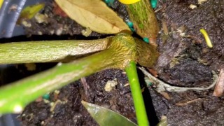 Meyer lemon