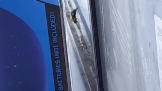 beee in my window 2