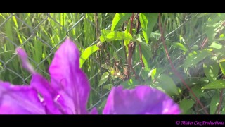 Take a Walk with Vivian Cox in her Rose Garden and See a Surprise - Vivian_Cox