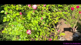 Take a Walk with Vivian Cox in her Rose Garden and See a Surprise - Vivian_Cox