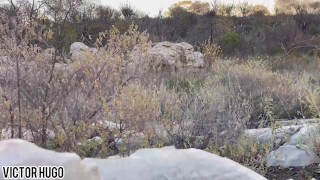 Casal fazendo sexo ao ar livre