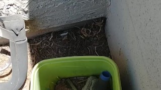 Peeing in a bucket outside