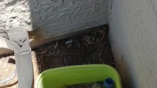 Peeing in a bucket outside