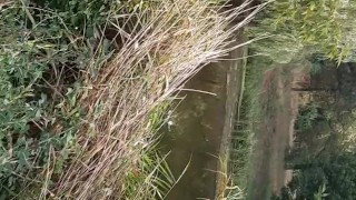 Вылизала киску в общественном месте с видом на реку (рискованный секс) - lesbian_illusion