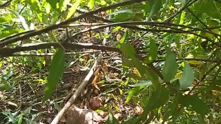 Outdoor video nude