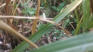 Indian outdoor
