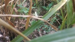 Outdoor video Indian