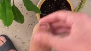 Орошаю растение своим хуём, дрочка на балконе