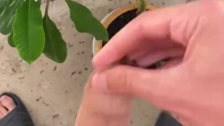 Орошаю растение своим хуём, дрочка на балконе