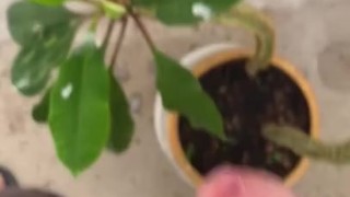 Орошаю растение своим хуём, дрочка на балконе