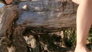 Peeing from a tree