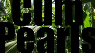 Cornfield teaser