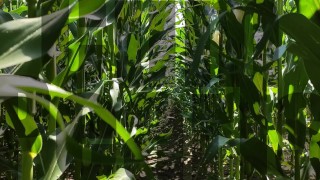 Cornfield teaser