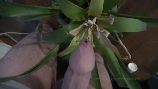 AJ Request Pissing on house plants Thanks AJ