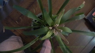 AJ Request Pissing on house plants Thanks AJ