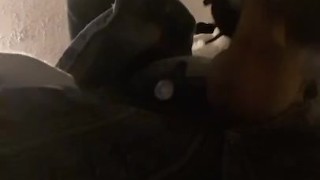 Horny collie murrsuit jerks off and cums hands free