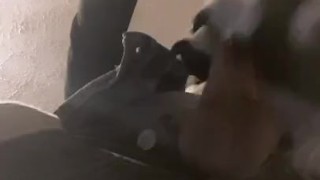 Horny collie murrsuit jerks off and cums hands free