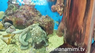 Mostrando a ppkinha pros tubaroes e Me masturbando no oceanario em Islas del Rosario 🇨🇴 Video com