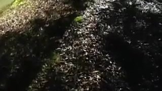 Public piss at pride