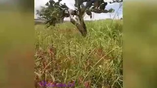 Orinando sobre la piedra