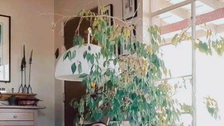 Horny Hippie Kadon't fuck himself with dildo.