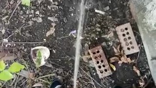 Pee outdoors 