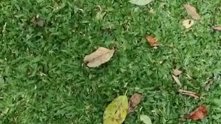 Guy jmasturbate and cum. A lot of sperm