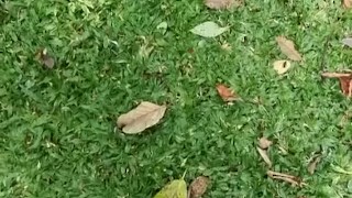 Guy jmasturbate and cum. A lot of sperm