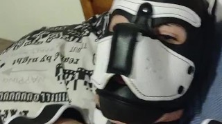 Naughty Pup Paws Himself