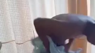 Ligo muna bago jakol