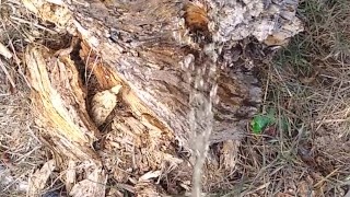 Dude takes a major leak in nature
